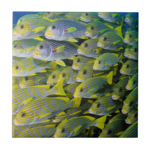Azulejo De Cerámica Indonesia. Peces en la escuela
