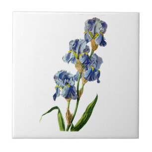 Azulejo De Cerámica Iris azul extraído de la naturaleza por Gerard va