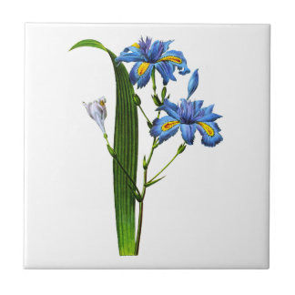 Azulejo De Cerámica Iris Frangee por Joseph Pierre Redoute