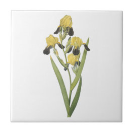 Azulejo De Cerámica iris marrón-florecido (squalens del iris) por