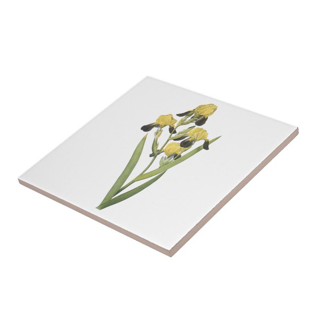 Azulejo De Cerámica iris marrón-florecido (squalens del iris) por (Lado)