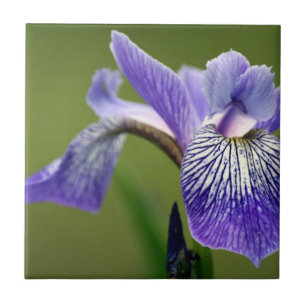 Azulejo De Cerámica Iris siberiano Trivet