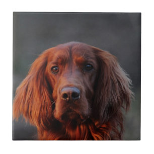 Azulejo De Cerámica Irish Setter