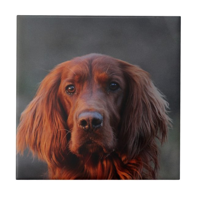 Azulejo De Cerámica Irish Setter (Frente)