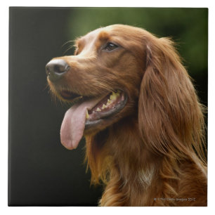Azulejo De Cerámica Irish Setter 2