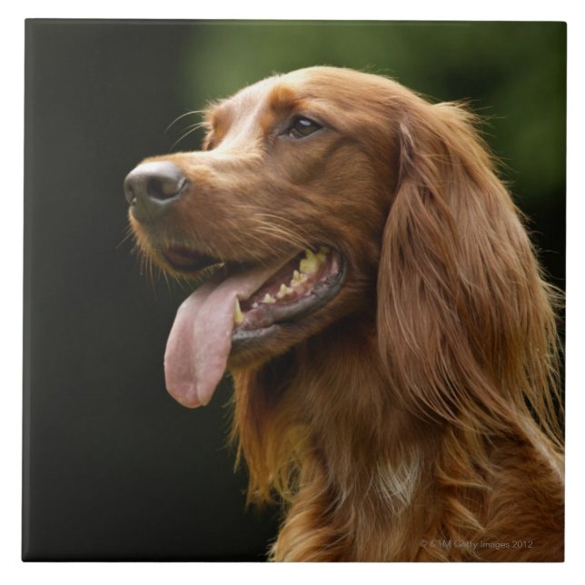 Azulejo De Cerámica Irish Setter 2 (Frente)