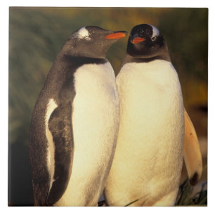 Azulejo De Cerámica Islas Malvinas. Pingüinos de Gentoo.  (Pyroscelis