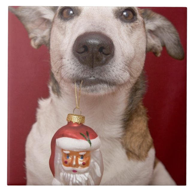 Azulejo De Cerámica Jack Russell Terrier que sostiene el ornamento del (Frente)
