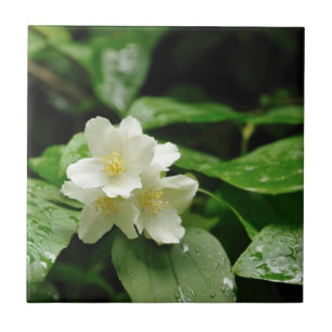 Azulejo De Cerámica Jasmine bajo la lluvia
