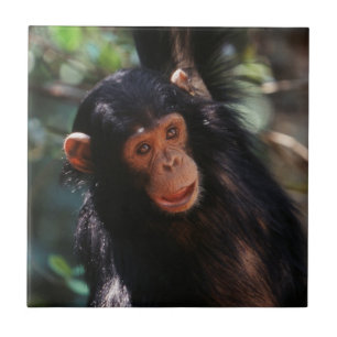 Azulejo De Cerámica Joven chimpancé