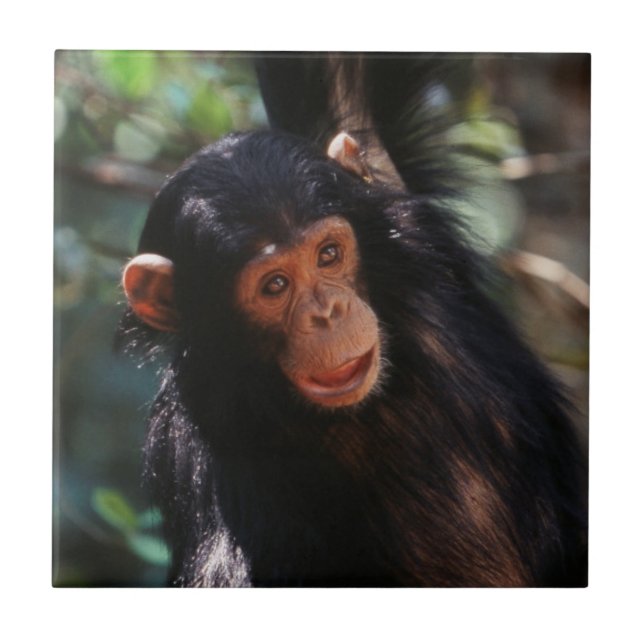 Azulejo De Cerámica Joven chimpancé (Frente)
