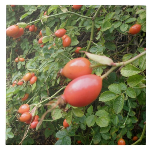Azulejo De Cerámica Juicy Red Rose Hips Tile (Frente)