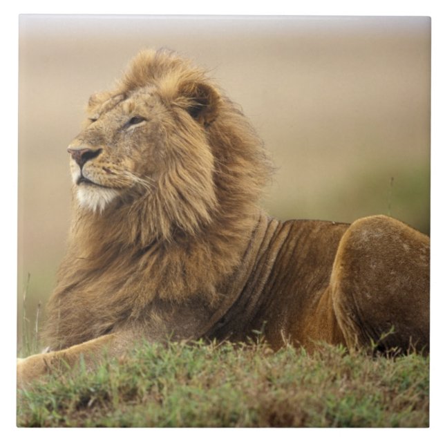 Azulejo De Cerámica Kenia, Masai Mara | León masculino (Frente)