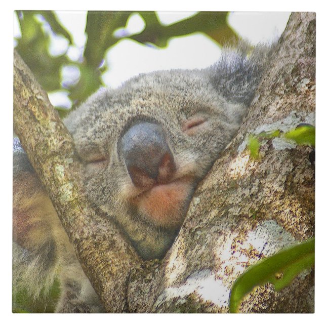 Azulejo De Cerámica Koala Bear Napping (Frente)