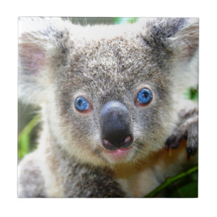 Azulejo De Cerámica Koala Bears