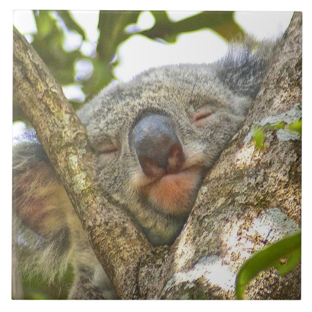 Azulejo De Cerámica Koala Napping (Frente)