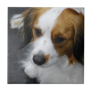 Azulejo De Cerámica kooikerhondje-2.jpg