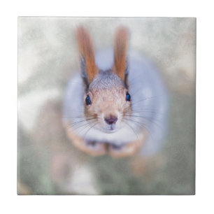 Azulejo De Cerámica La ardilla te mira desde abajo hacia arriba