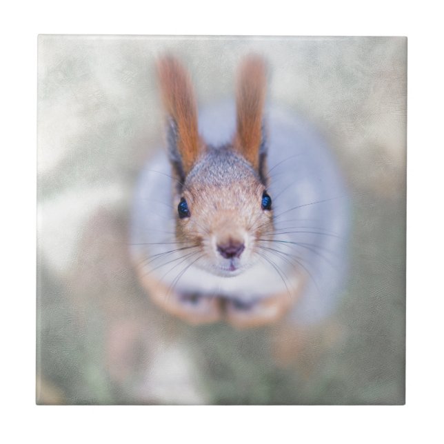 Azulejo De Cerámica La ardilla te mira desde abajo hacia arriba (Frente)