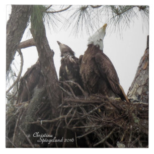 Azulejo De Cerámica La familia Eagle canta Spiegeland Tile