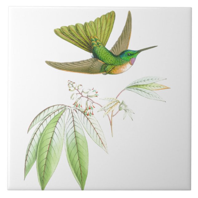 Azulejo De Cerámica La fauna de los pájaros del colibrí florece (Frente)
