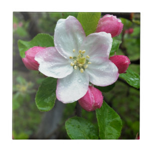 Azulejo De Cerámica La lluvia cae sobre la flor pequeña