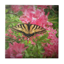 La mariposa de Swallowtail se sienta en azaleas