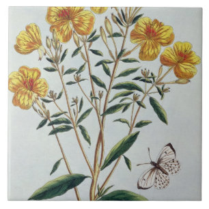 Azulejo De Cerámica La onagra, platea 73 de la 'colección Precie