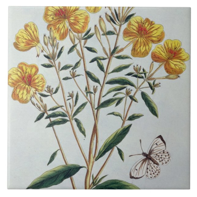 Azulejo De Cerámica La onagra, platea 73 de la 'colección Precie (Frente)