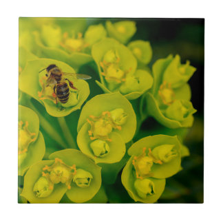 Azulejo De Cerámica La planta del Gopher del desierto