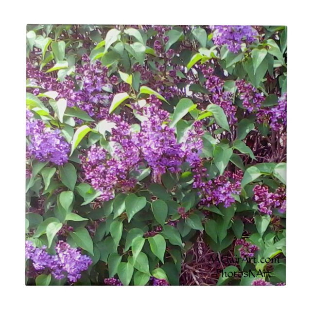 Azulejo De Cerámica La primavera de PhotosNArt de MClairArt florece la (Frente)