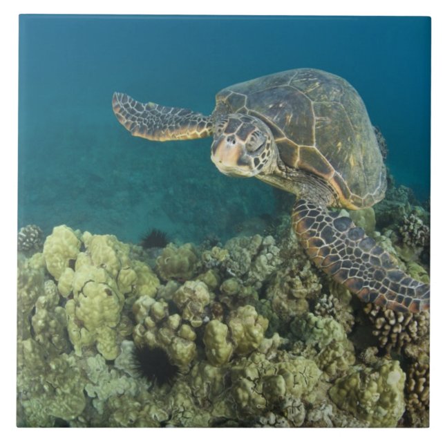Azulejo De Cerámica La tortuga verde (Chelonia mydas) es la 2 (Frente)