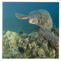 La tortuga verde del mar, (Chelonia mydas), es la 