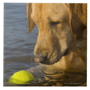 Azulejo De Cerámica Labrador amarillo con una pelota de tenis en el