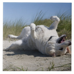 Azulejo De Cerámica Labrador retriever amarillo