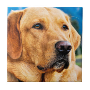 Azulejo De Cerámica Labrador retriever de oro