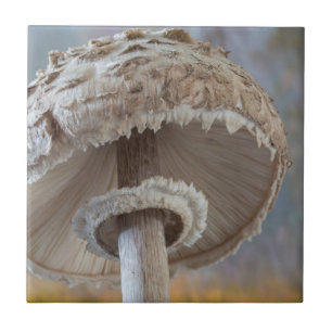 Azulejo De Cerámica Lado Inferior De La Seta