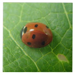Azulejo De Cerámica Ladybug Tile
