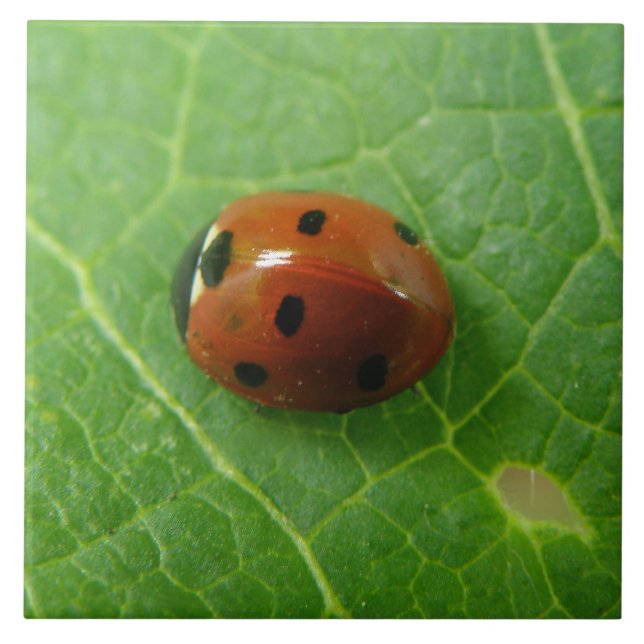 Azulejo De Cerámica Ladybug Tile (Frente)