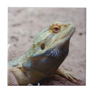 Azulejo De Cerámica Lagarto