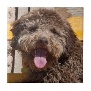 Azulejo De Cerámica Lagotto Romagnolo acostado en un banco de madera