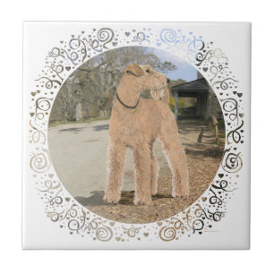Azulejo De Cerámica Lakeland Terrier en el patio del establo
