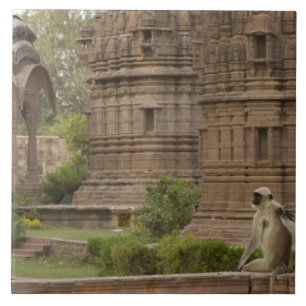 Azulejo De Cerámica Langures de Hanuman o langur gris, común o de cara