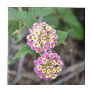 Azulejo De Cerámica Lantana español Camara de la bandera