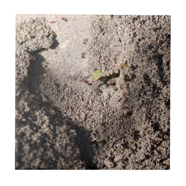 Azulejo De Cerámica Las hormigas marchan (Frente)