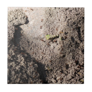 Azulejo De Cerámica Las hormigas van a marchar