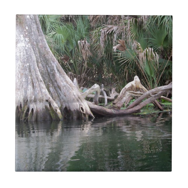 Azulejo De Cerámica Las rodillas de los árboles cipreses reflejadas (Frente)