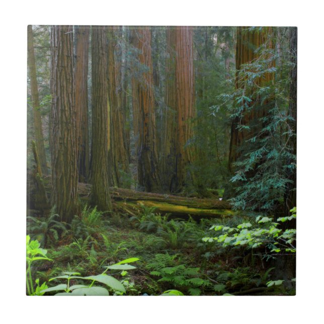 Azulejo De Cerámica Las secuoyas en el Parque Nacional Muir Woods (Frente)