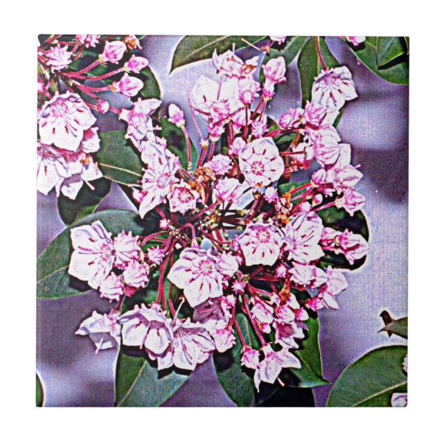 Azulejo De Cerámica Laurel de montaña de Pennsylvania (Frente)