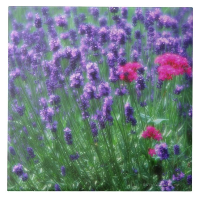 Azulejo De Cerámica Lavanda 3 (Frente)